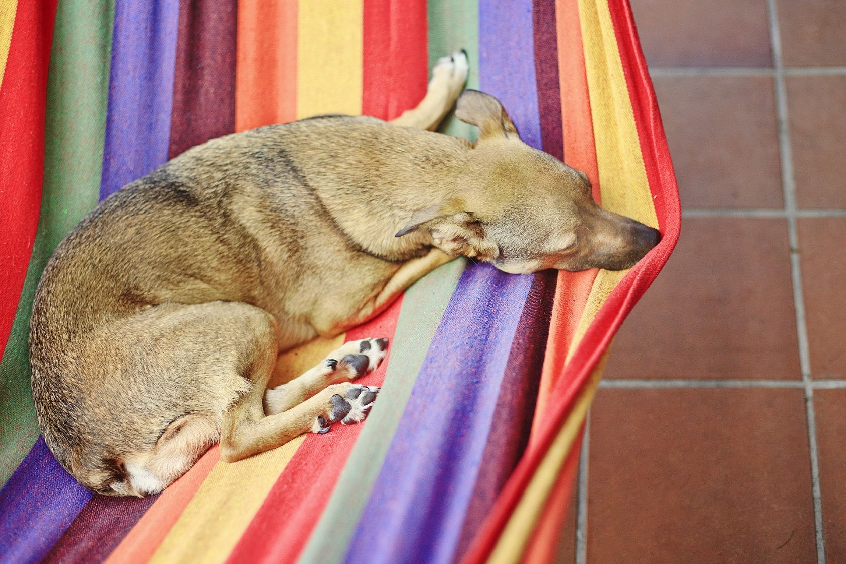 a web design firm makes life easier, like a dog in a hammock